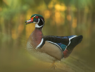 Karolinka (Aix sponsa) © arek0michalak