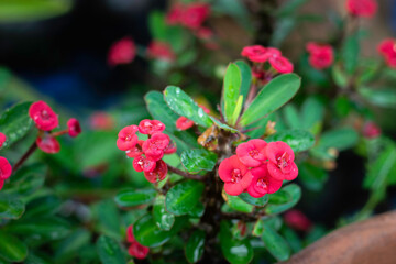 A vibrant cluster of pink-to-coral Crown-of-Thorns (Euphorbia milii) flowers, marked with glistening water droplets, stands out against a backdrop of glossy green foliage.