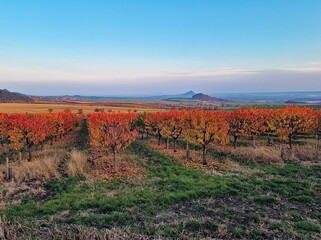 Peaceful autumn view of an apple orchard with orange and red leaves at sunset. In the distance, the historic Hazmburk Castle rises above the Czech countryside hills.