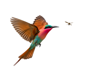 A vibrant, colorful bird, a rosy-throated bee-eater, soars through a black backdrop, a small insect in pursuit.