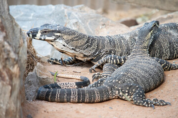 the two lizards are passing each other