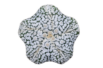 Top view of Astrophytum asterias five fukuryu isolated on transparent background png file