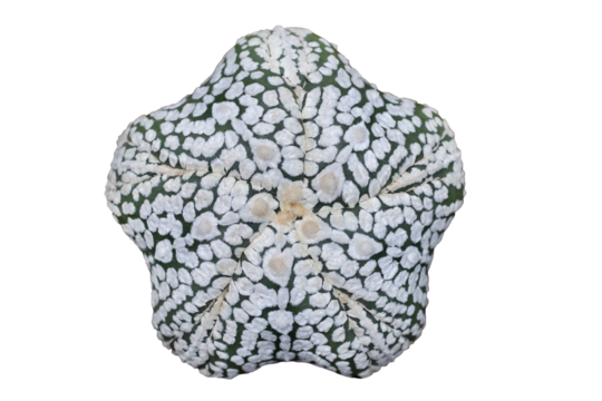 Top view of Astrophytum asterias five fukuryu isolated on transparent background png file