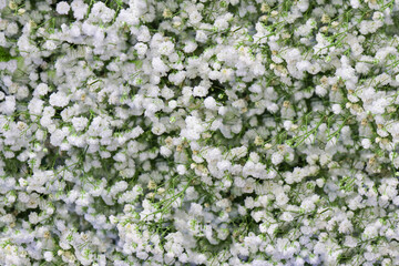 Fresh white flowers for background