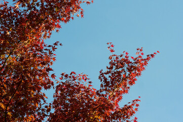 澄み切った青空と燃えるような赤いモミジの紅葉