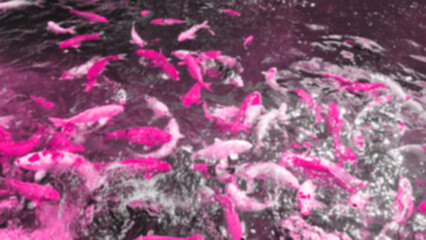 Abstract background of many koi fish swimming in a square of wonders, a gradient of pink, black, and soft, blurred. Fish, pond, water, carp, orange, animal, nature, garden, red, swimming, zen, gold, c
