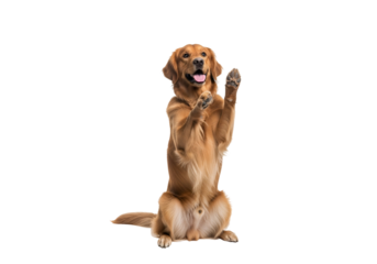 A golden retriever dog sits upright with its front paws raised, a playful and engaging animal portrait against a striking black backdrop.