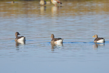 three greylag geese seen from behind, three greylag geese swimming away, Anser anser, gray geese swimming on the calm lake
