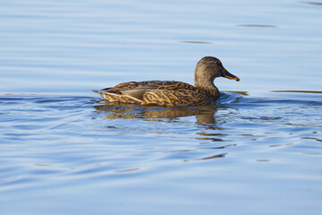 Close-up of a female mallard from the side, female mallard swimming by, slight waves on the shimmering blue water surface, Anas platyrhynchos, shimmering blue lake