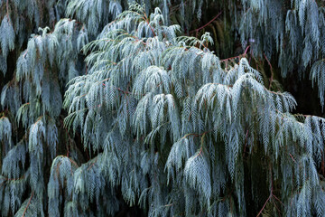 Close up of kashmir cypress needles in the winter season with little frost using for decoration in...