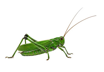 Fototapeta premium A vivid close-up of a vibrant green grasshopper, its intricate patterns and detailed structure highlighted against a stark black backdrop.