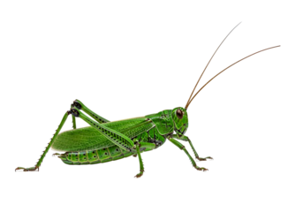 A vivid close-up of a vibrant green grasshopper, its intricate patterns and detailed structure highlighted against a stark black backdrop.