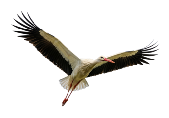 A stunning, high-contrast image of a stork in flight against a pure black background, showcasing the bird's elegant wingspan and detailed plumage.