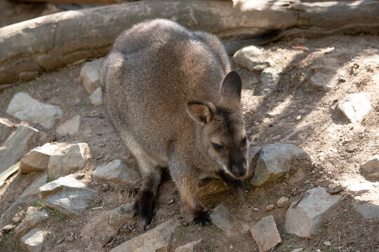 the red ncked wallaby is resting on rocks