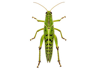 Fototapeta premium A detailed close-up of a vibrant green locust, highlighted against a striking black backdrop, showcasing intricate patterns and meticulous detail.