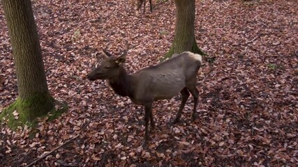 close up of sika deer in the forest on a cloudy autumn day