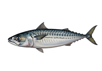 Detailed illustration of a mackerel, showcasing its unique scales and fins against a stark black backdrop.