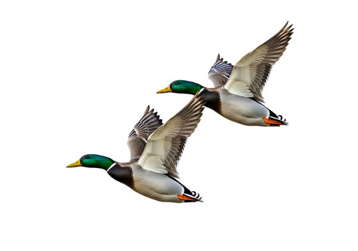 Two mallard ducks soar through a dark background, showcasing their detailed plumage and graceful flight.