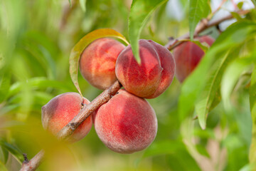 The peach - Prunus persica  - is a sweet fruit-bearing tree. Red, ripe peaches with juicy yellow flesh in the orchard.