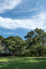 秋の晴れた空と緑　滋賀県大津市皇子が丘公園