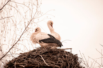 Fototapeta premium Storch im Nest, beige und braunes licht, Sonnenuntergang / Stork in the nest, beige and brown light, sunset