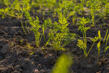 Carrots are thriving in rich soil, showcasing green tops reaching for sunlight in a lively garden during bright spring days