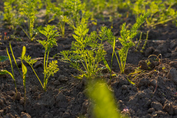 Young carrot plants sprout in rich soil, thriving under the sunlight on a warm day in a vibrant agricultural field