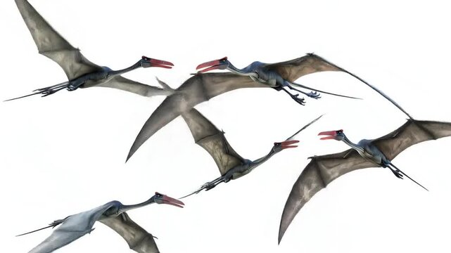 Flying Pterosaurs with isolated on white background.