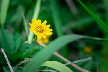 A solitary, bright yellow, daisy-like flower is sharply focused against a deeply blurred background of rich, vibrant green leaves.