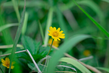 A solitary, bright yellow, daisy-like flower is sharply focused against a deeply blurred background of rich, vibrant green leaves.