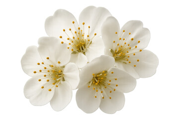 Fototapeta premium White cherry blossoms blooming, symbolizing spring, new life, hope, and natural beauty on transparent background