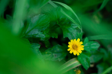 A solitary, bright yellow, daisy-like flower is sharply focused against a deeply blurred background of rich, vibrant green leaves.