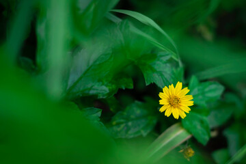 A solitary, bright yellow, daisy-like flower is sharply focused against a deeply blurred background of rich, vibrant green leaves.