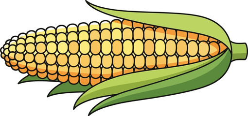 Fresh corn on the cob with husk