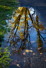 Gałęzie jesiennych drzew, odbicie w kałuży, tapeta. © mycatherina