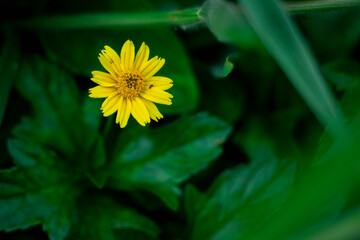 A solitary, bright yellow, daisy-like flower is sharply focused against a deeply blurred background of rich, vibrant green leaves.