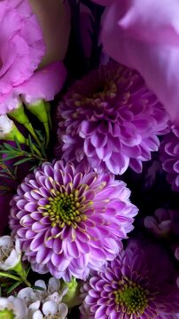 Pink chrysanthemum close up &mdash; delicate blooming flower with soft petals on pastel background. Romantic floral macro, natural beauty, elegant blossom, gentle floral texture.