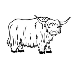 vector illustration of a bull