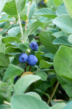Fresh organic blueberries on the bush. Vaccinium corymbosum, high huckleberry bush. Blue ripe fruit on the healthy green plant. Food plantation - blueberry field, orchard