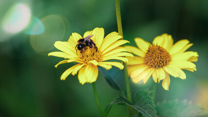 One bumblebees on a yellow flower collects pollen, selective focus, nature background.