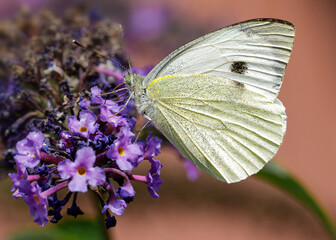 Side view of a Cabbage White butterfly eating nectar from a purple flower of a butterfly bush, Nature photo. Macro photography, close-up, insect