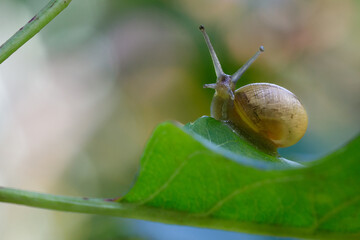 A garden snail crawls on a bright green leaf and looks at us