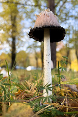Shaggy ink cap mushroom growing near a tree trunk, surrounded by autumn leaves and grass on a sunny day