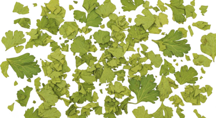 Parsley isolated on transparent background