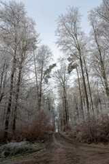 Lonely field path in the forest with hoarfrost on the trees on a cold winter day