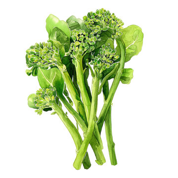 Watercolor fresh bunch of vibrant green broccolini isolated on transparent background, a healthy and nutritious vegetable