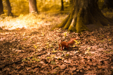 Naklejka premium A small, curious squirrel moves through a forest filled with fallen leaves. Sunlight filters through the trees, creating a warm and peaceful atmosphere in the woods.