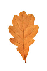An oak leaf displays rich orange hues typical of autumn. Its veins and shape are clearly visible against a white background, highlighting nature's beauty.