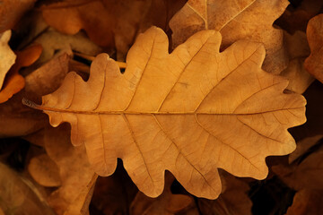 An oak leaf displays its golden color as it rests among a variety of fallen leaves on the forest floor, capturing the essence of autumn's beauty and tranquility.