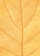 Bright yellow leaf lies flat, revealing detailed veins and a weathered texture. Sunlight highlights the leaf's cracks, creating a warm autumn atmosphere.